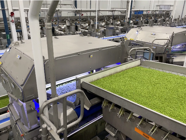 Peas moving through production equipment